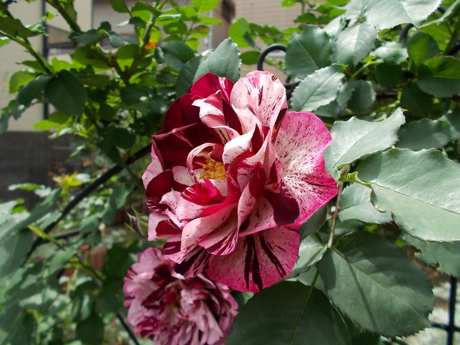 ニューイマジン 品種紹介 バラを咲かせることが好き 楽天ブログ