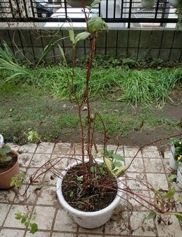 ダリアの球根の掘り上げ スノードロップの球根の追加植付け のんびりガーデニング 楽天ブログ