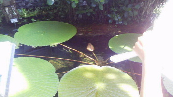 フォト♪ 223 - コピー.JPG