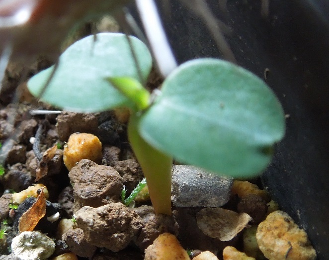 花きりん7-3-3ｰ1