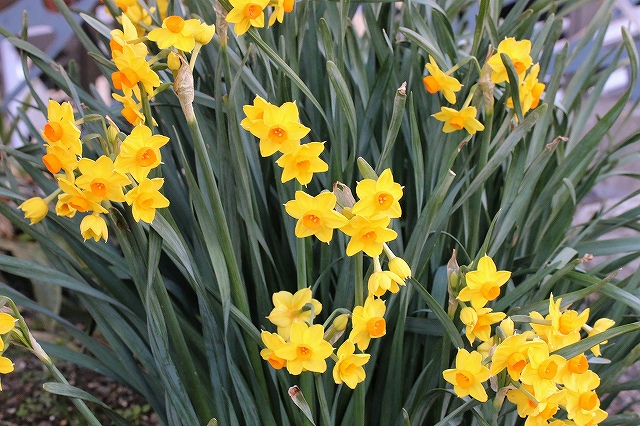 水仙の花