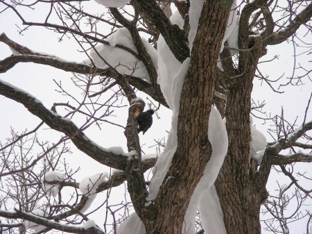2016-01-23kuma2.JPG