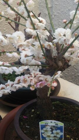 rblog-20150313230301-01.jpg
