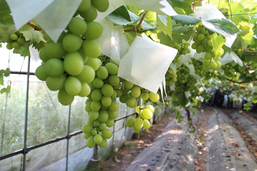 シャインマスカット (3).JPG