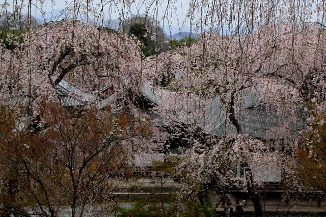 天龍寺.jpg