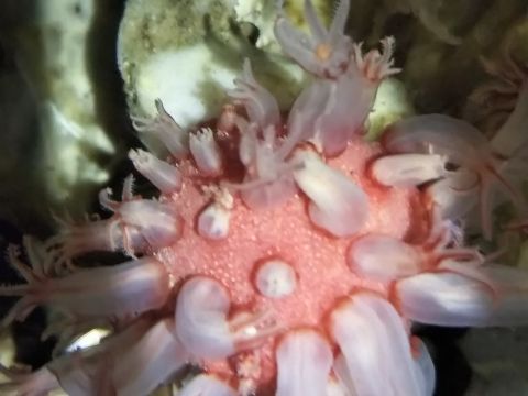ウミテングダケ属の一種（Anthomastus sp.）1　深海性ソフトコーラル