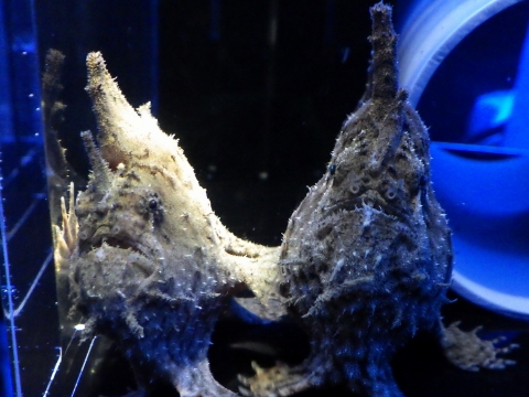 Brackish Water frogfish72　ブラキッシュウォーターフロッグフィッシュ（Antennarius biocellatus）