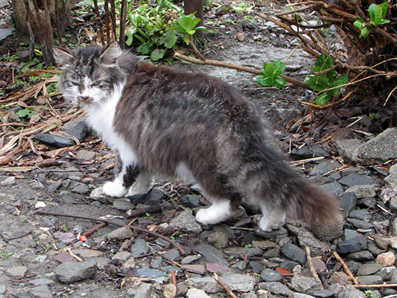 我が家のニャンコ♪2015/3/20-4