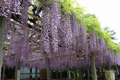 武蔵寺の藤 笑う門には健康来るヽ O 丿 楽天ブログ