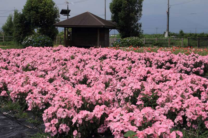 新旭菖蒲園_03ハナアオイ.jpg