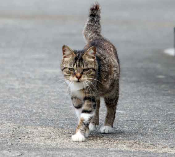 我が家のニャンコ♪2013/3/25-2