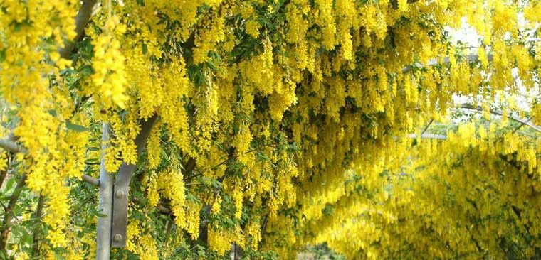 鬼滅の刃 胡蝶しのぶの藤の花 再掲 私の考察と歌詞ブログ 楽天ブログ