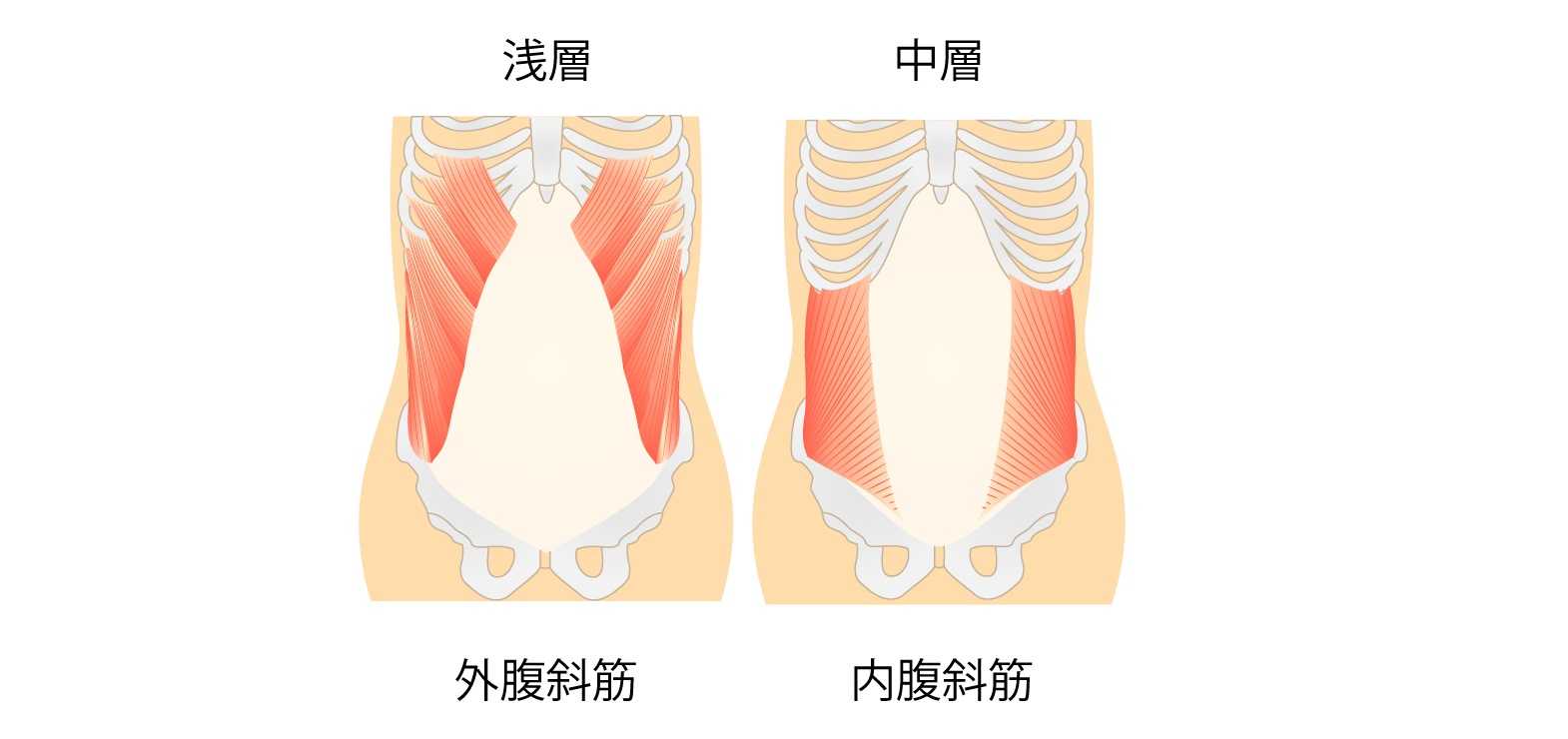 【備忘録】くびれ作りに必要な筋肉① | 運動オンチだってくびれが欲しい。 - 楽天ブログ