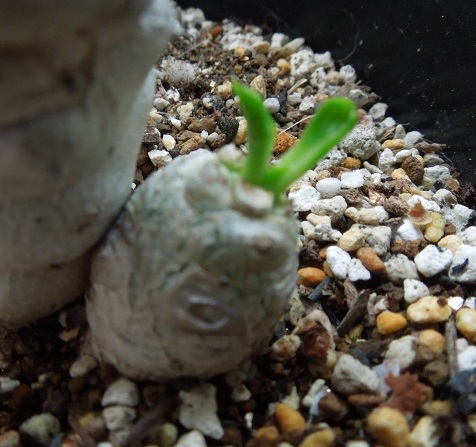 ベネニフィカ6-4-1