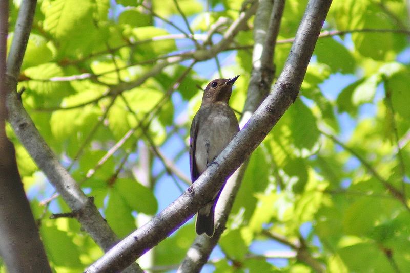 IMG_7857 (800x534).jpg