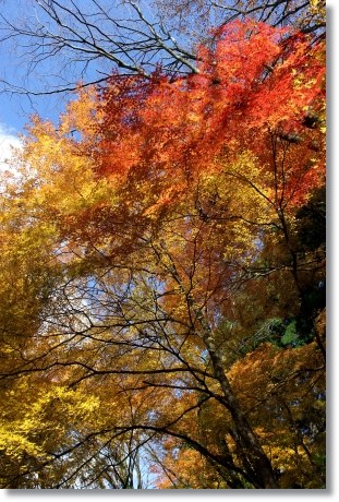 白山比メ神社-8 モミジ-2 13.11.27