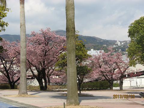 130222~23木負熱海桜 034.jpg