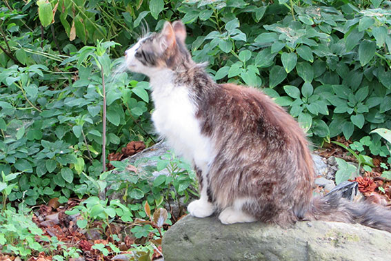 我が家のニャンコ♪2015/5/12-2