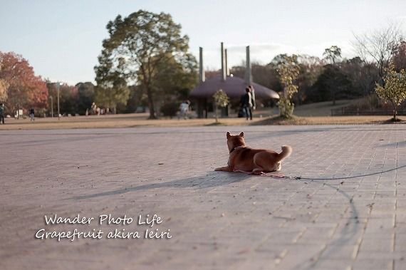 君の名は 片割れ時にお互いの姿が見える Dog Photography And Essay 楽天ブログ