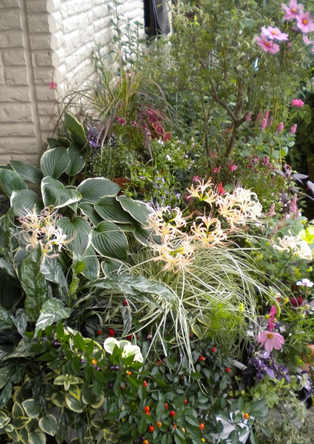 DSCN1724 (453x640).jpg