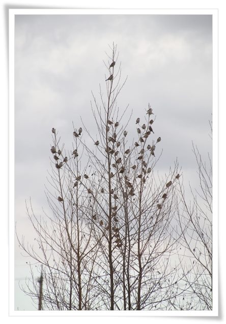 瑞樹団地-5 スズメ-5 16.1.9