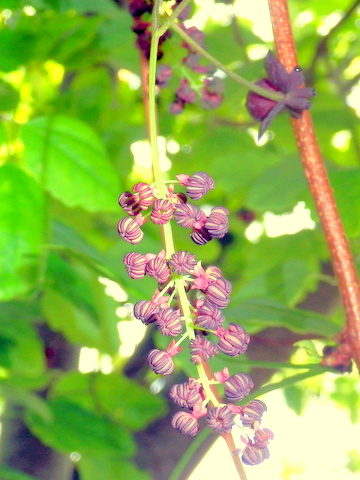 房状の雄花0502