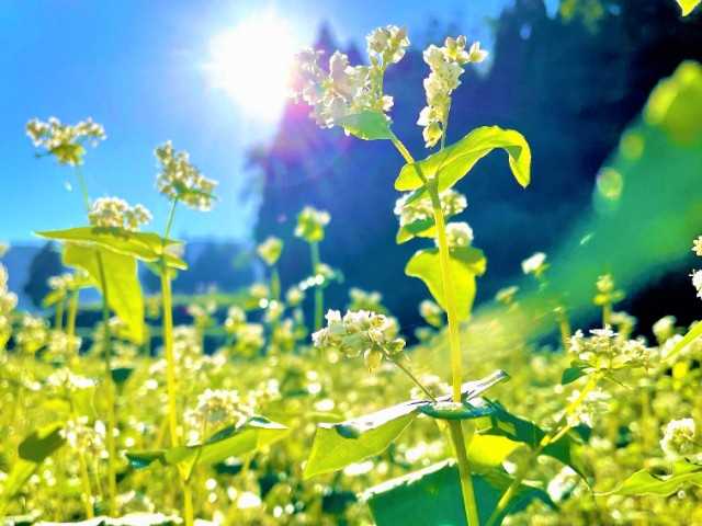 兵庫県 新温泉町 そばの花が綺麗に咲き始めました 公式 兵庫県 山陰湯村温泉 湧泉 ゆうせん の宿 ゆあむ の楽天ブログ 楽天ブログ