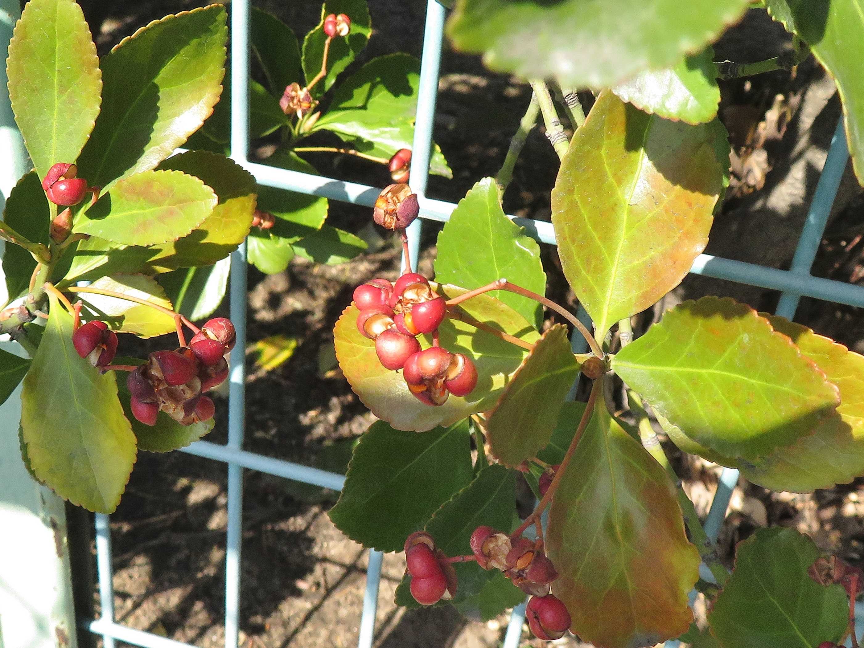 思うように出来ないが 実はマサキ だい のひとりごと 楽天ブログ