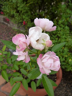 P1240232ss.jpg