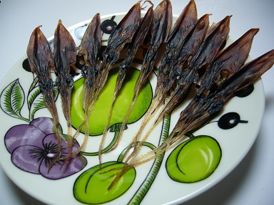 firefly squid on the Paratiisi