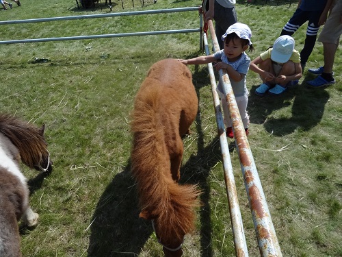 子馬とのふれあい