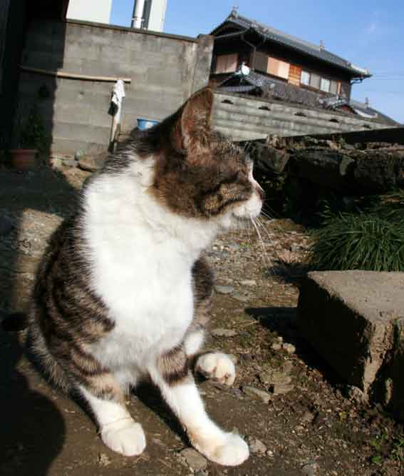 我が家のニャンコ♪2013/1/12-2