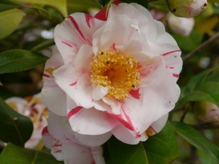 P1060581（ツバキ）.jpg