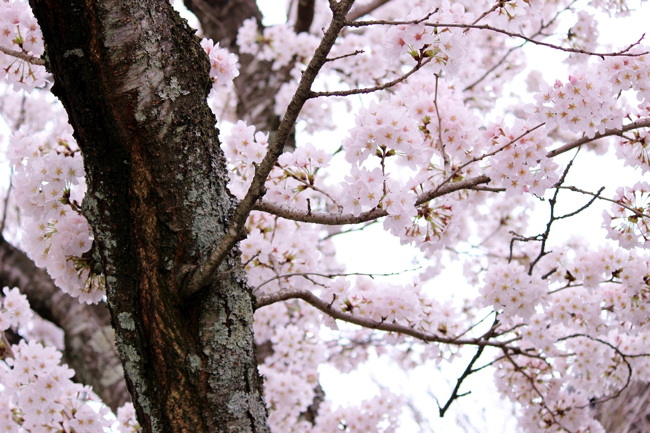 山科の桜