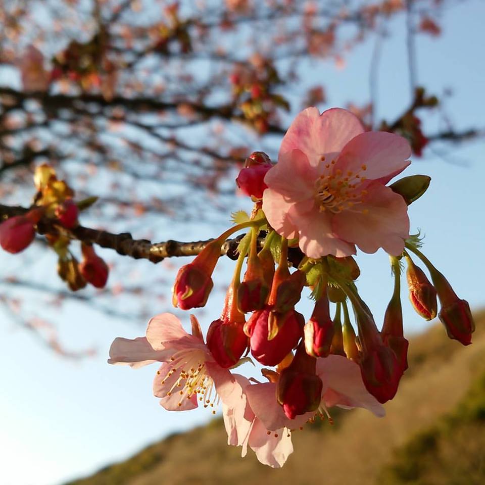 sakura1