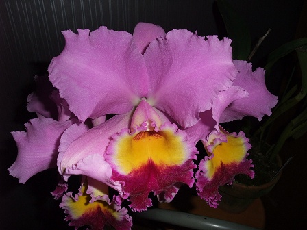 C. Gloriette 'Superba' FCC/RHS 20130630-2