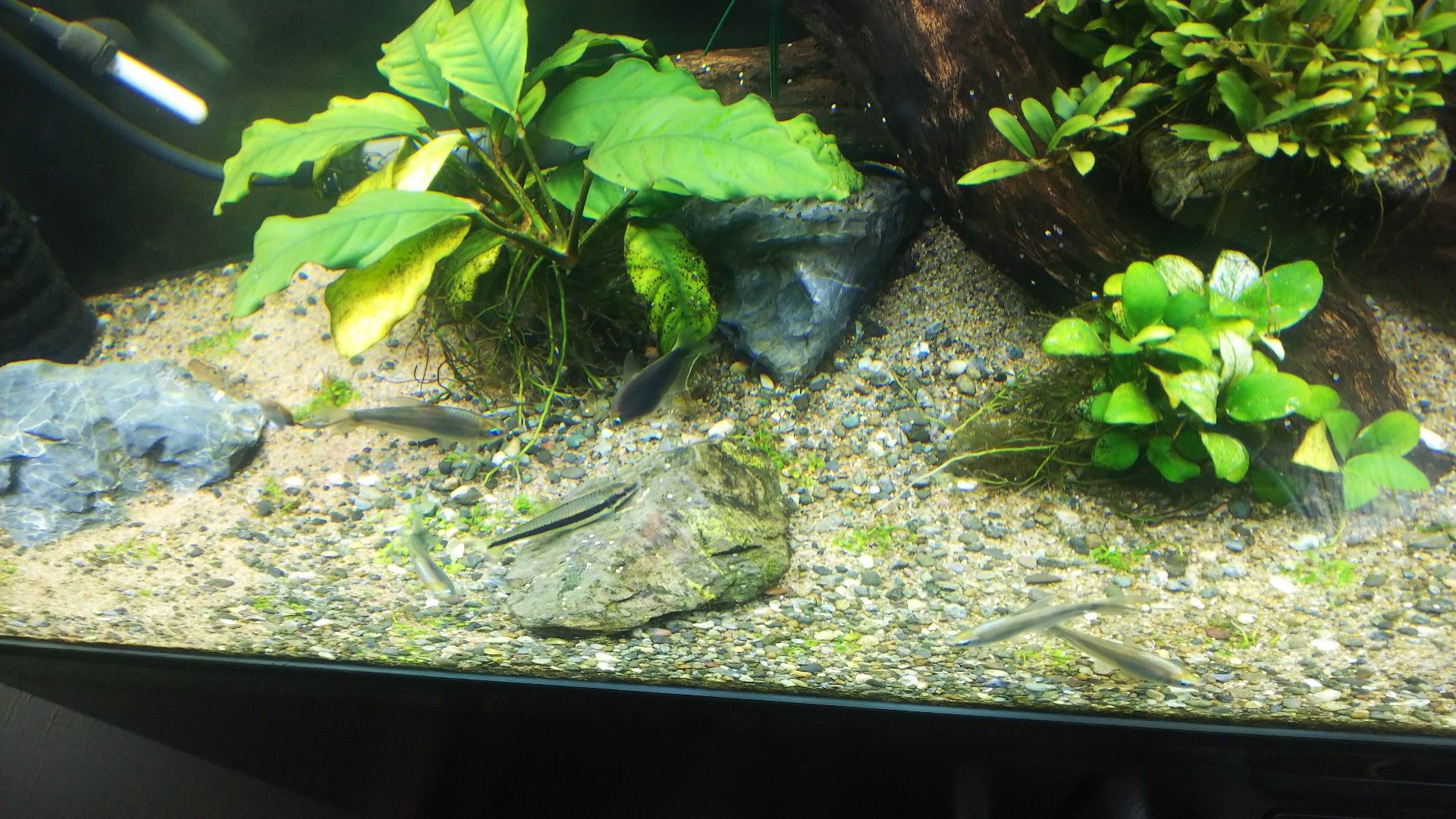 ニューラージパールグラス１ヶ月経過 にんにんのバイク 熱帯魚 楽天ブログ