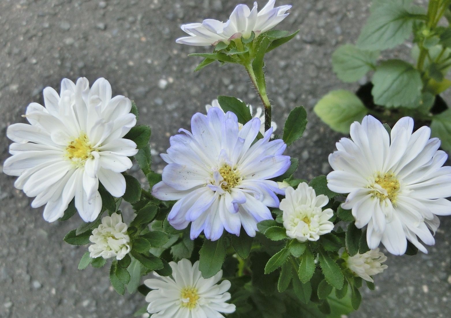 我家で咲く花たち 新しく仲間入りの花 だい のひとりごと 楽天ブログ