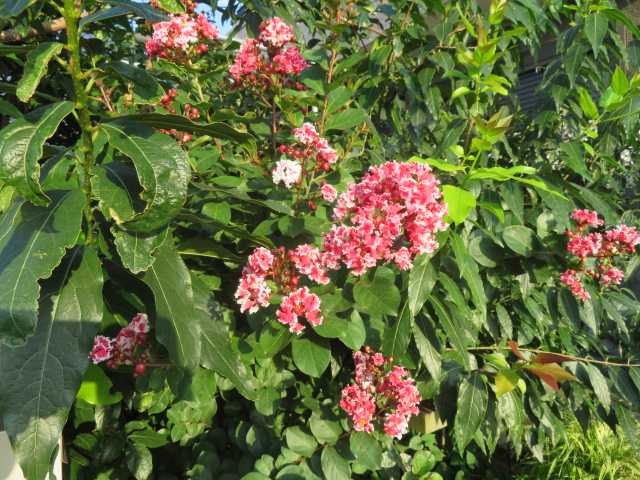 百日紅 サルスベリ 3種類 コンロンカ 写真あり 私の好きな花 楽天ブログ