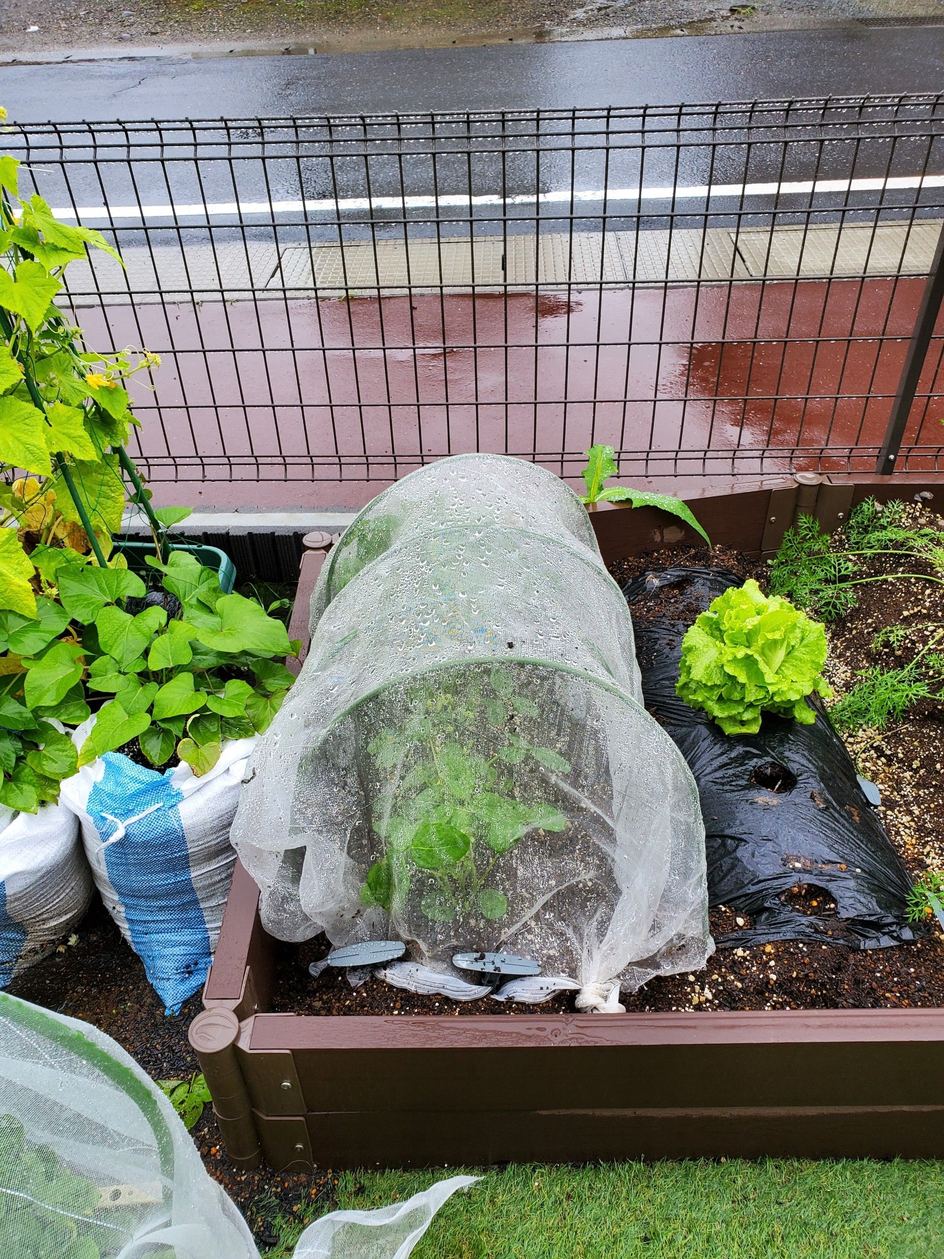 枝豆には防虫ネットをかけました ゆるふわgarden お野菜とお花たちと日々の出来事 楽天ブログ