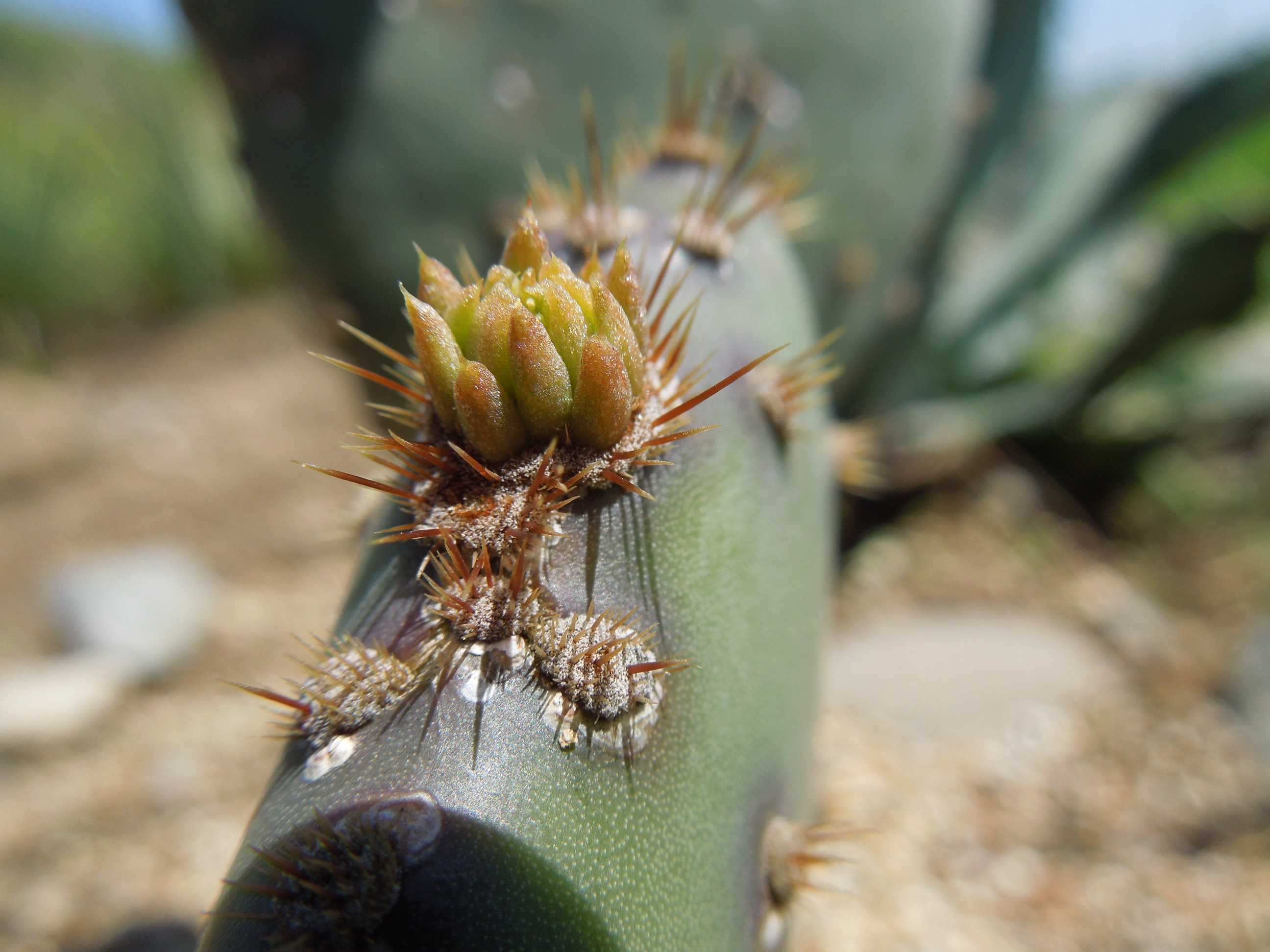 オプンチア・アシキュラータ(Opuntia aciculata)~地植えの オプンチア・アシキュラータ(Opuntia aciculata)~地植えの