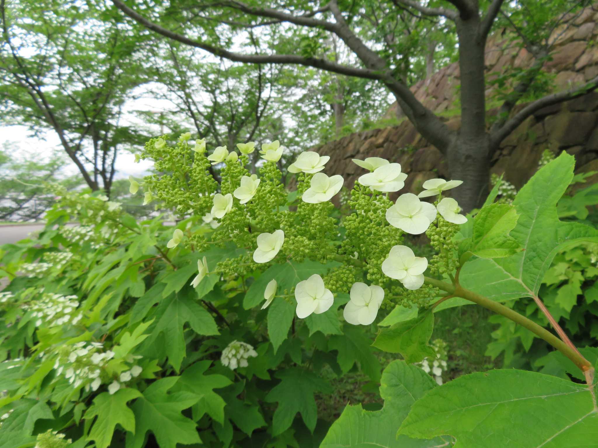 紫陽花 柏葉紫陽花 つばき姫 のウォーキング日和 楽天ブログ