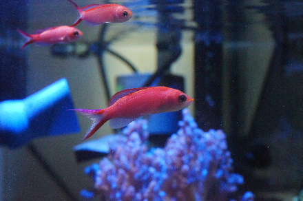 2014_0214ｵｵﾃﾝ､ﾏｶﾛﾆ0009.JPG