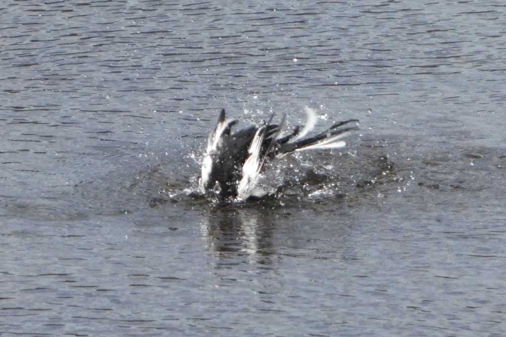 515