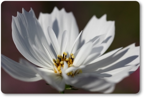 犀川コスモスロード-11 13.9.28