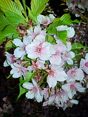 conv0607.JPG