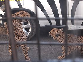 冬のサファリ
