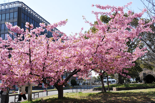 桜６