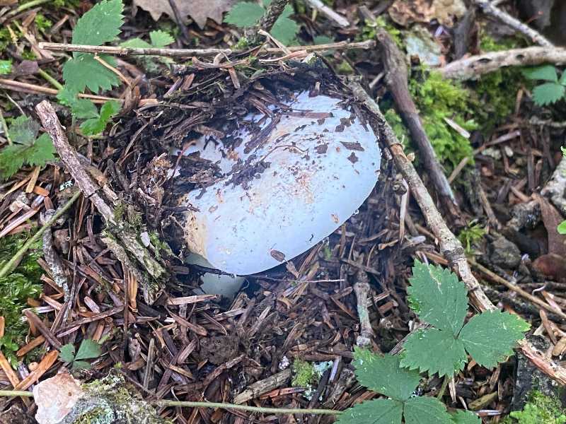 三ツ峠山の朝（3）いろんなきのこ | 醍醐山と下部（しもべ）温泉