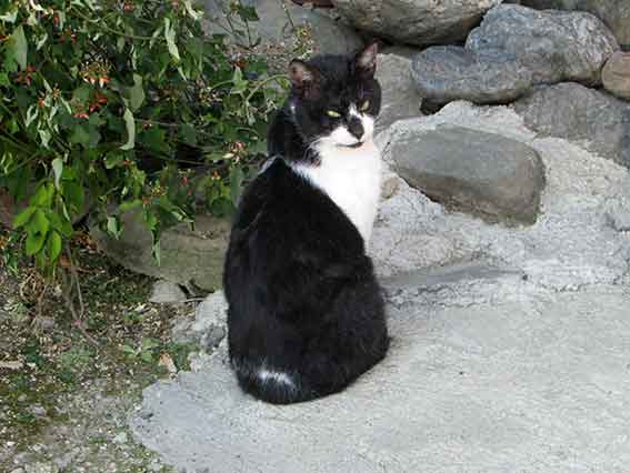 我が家のニャンコ♪2016/1/17-03